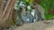 Vervet Monkey - Chlorocebus pygerythrus - family with parents and small children of monkey of the family Cercopithecidae