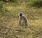 Vervet monkey, Chlorocebus pygerythrus, sitting, Serengeti