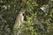 Vervet monkey, Chlorocebus pygerythrus, in a tree, Serengeti