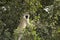 Vervet monkey, Chlorocebus pygerythrus, in a tree, Serengeti