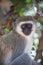 Vervet monkey closeup portrait from Tanzania, Africa