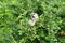 Vervet monkey destroying nest of weaver birds