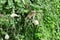 Vervet monkey destroying nest of weaver birds