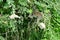 Vervet monkey destroying nest of weaver birds