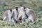 Vervet monkey familyin Awasa, Ethiopia