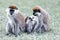 Vervet monkey familyin Awasa, Ethiopia