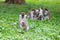 Vervet monkey familyin Awasa, Ethiopia