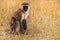 Vervet monkey feeding baby in dry grass of savanna