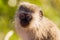 Vervet Monkey, Green Background