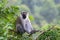 Vervet monkey, Lake Kyaninga, Uganda