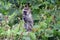 Vervet monkey, Lake Kyaninga, Uganda