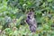 Vervet monkey, Lake Kyaninga, Uganda