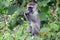 Vervet monkey, Lake Kyaninga, Uganda