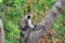 Vervet monkey, Lake Kyaninga, Uganda