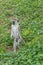 Vervet monkey is looking for feed in Tarangire national park