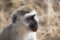 Vervet monkey, looking right