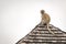 Vervet monkey looks around from tiled rooftop