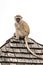 Vervet monkey looks down from tiled rooftop