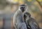 A vervet monkey mother feeding her cute young offspring