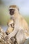 Vervet monkey mother holding her infant tight