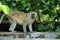 Vervet Monkey in National park of Kenya