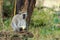 Vervet Monkey in National park of Kenya