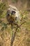 Vervet Monkey nibbling on a bunch of leaves