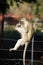 Vervet monkey playing on fence