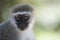 Vervet monkey portrait