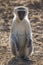 Vervet monkey rest and sit and forage for food in nature