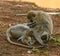 Vervet Monkey`s grooming