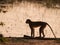 Vervet monkey in silhouette walking along waters edge with hair and eyebrows around perimeter of body lit in golden color