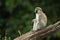Vervet monkey sits on log in profile