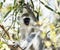 Vervet monkey, sitting on branch with arms folded
