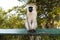 Vervet monkey sitting on a fence in Tarangire National Park in Tanzania, Africa