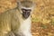 Vervet monkey sitting on the ground