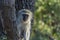 Vervet monkey sitting in a tree