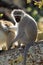 Vervet monkey sitting in a tree, South Africa