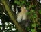 Vervet monkey sitting in a treetop