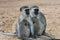 Vervet monkey,South Africa