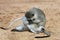 Vervet monkey,South Africa