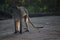 VERVET MONKEY STANDING ON ALL FOURS ON THE SAND IN A CAMPSITE