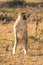 Vervet monkey stands on hind legs turning head
