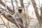 Vervet Monkey Stare