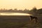 Vervet monkey at sunrise Zambia