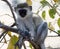 Vervet monkey in tree