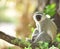 Vervet Monkey in tree South Africa