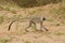 Vervet monkey walking