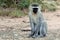 Vervet monkey, Ziwa, Uganda