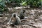 Vervet Monkeys